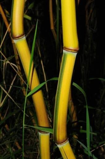 Phyllostachys aureosulcata ´Spectabilis´