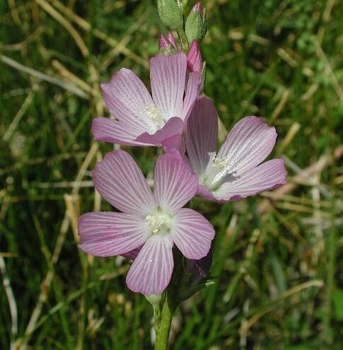 Sidalcea covillei