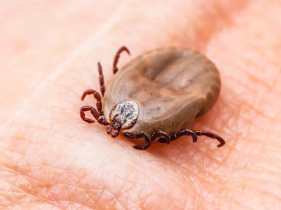 You might have Lyme disease and not know it thumbnail
