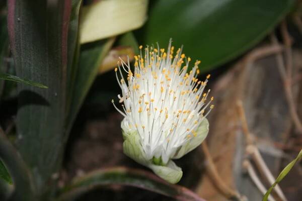 Garden Diary Archives - Coolwater Garden