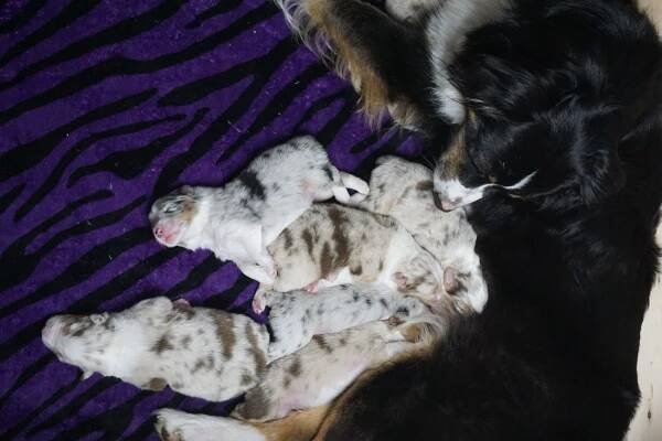 Journee and Gunner “Summer” Litter 2020 – Purple Tyger Creations