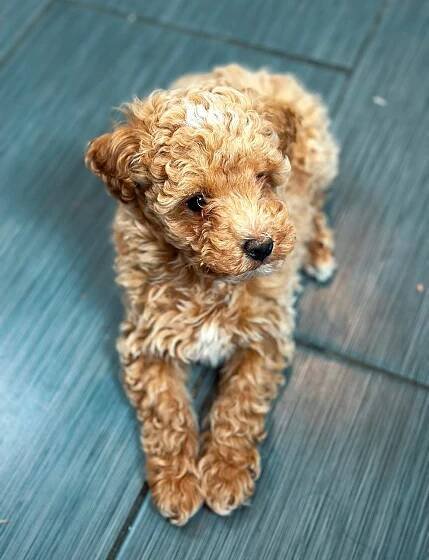 Puppies We Have Sold 