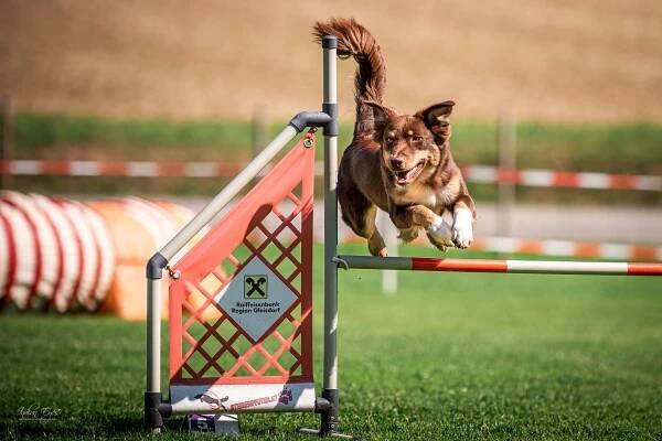 „One“ – Let's talk about Australian Shepherd & Pudel