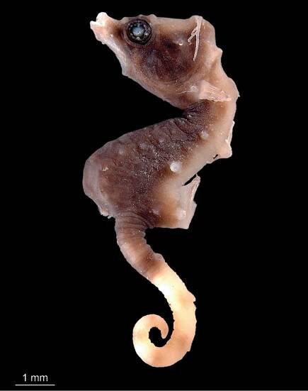 Hippocampus japapigu, a new species of pygmy seahorse from Japan, with a redescription of H. pontohi (Teleostei, Syngnathidae)