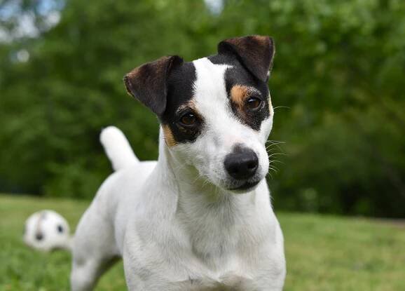 Portrét plemene: Jack Russell teriér