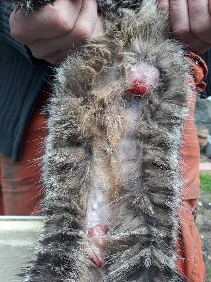 Estra – kočička, která dostávala antikoncepci - Handipet Rescue