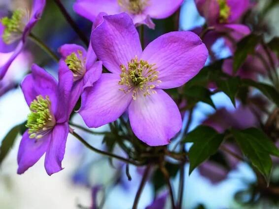 Clematis montana aren't always rampant: if you're looking for a small climber, then these less vigorous varieties could