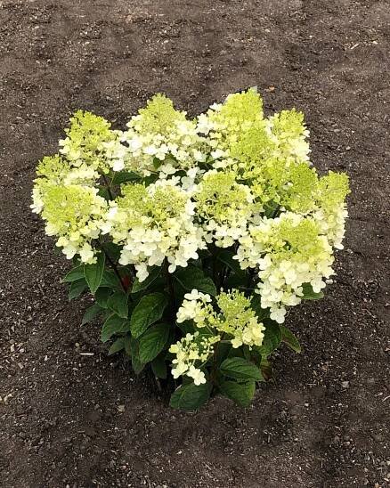 Hydrangea paniculata Living Little Rosy® 