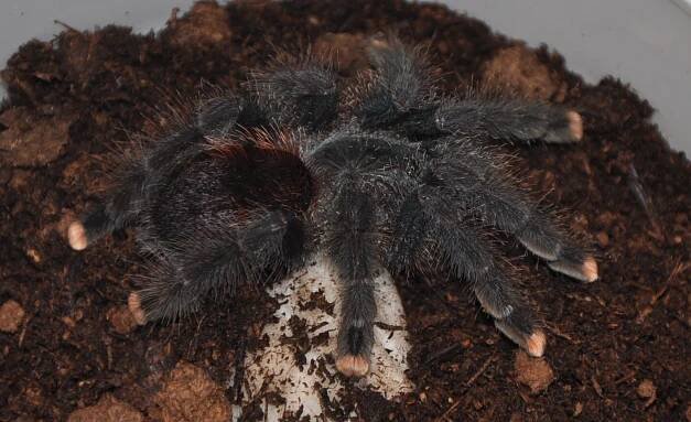 Obrázek - Avicularia avicularia (sklípkan huňatý) | BioLib.cz