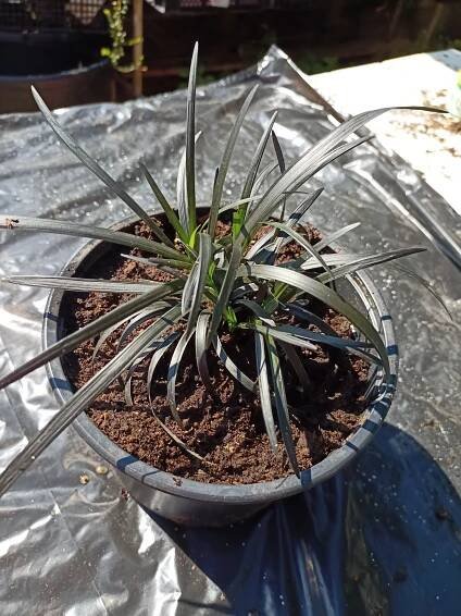 Sedoulek plochostvolý "OPHIOPOGON PLANISCAPUS NIGRESCENS"