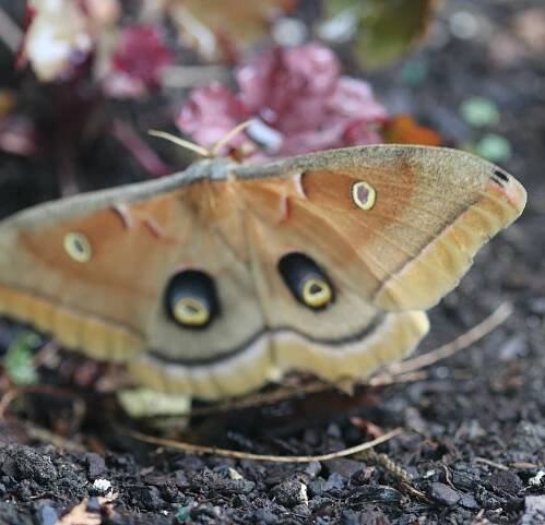 Curly Shirt Habitat, Wheaton, IL, US