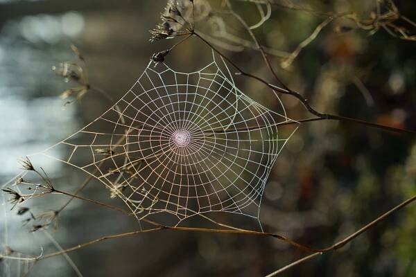 Překonej svůj strach #1 – Arachnofobie aneb strach z pavouků