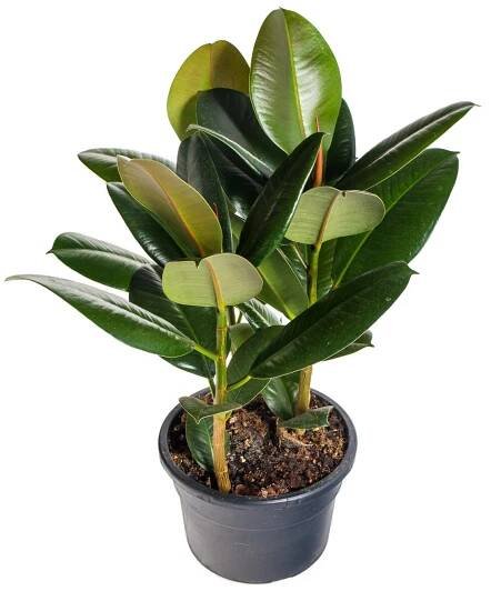 Fíkus, Ficus Elastica Robusta, vícekmenný, skladem | ZAZUMi.cz