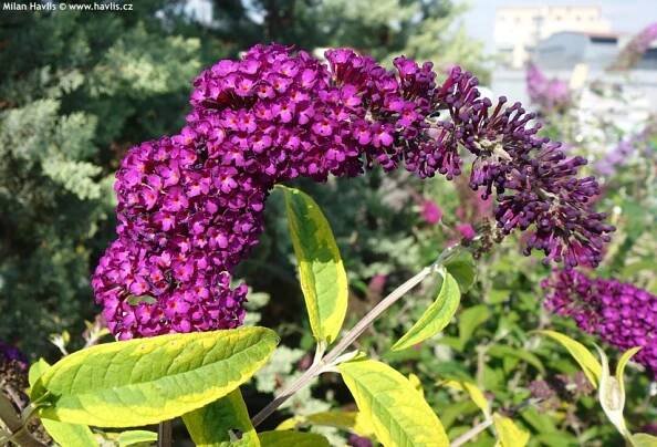 Buddleja davidii Santana