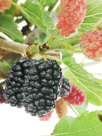 Moruše 'MOJO BERRY' kmínek, 100-140cm