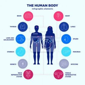 Obraz Lidské tělo infographic prvky, mužské a ženské siluety a vnitřní orgány řádek ikon, vektorové plochý design, lékařské grafické značky. Umístění anatomie vnitřních orgánů plakátů pro kliniky.