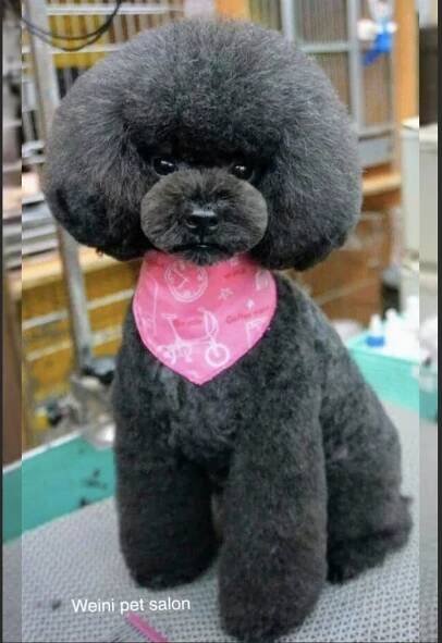 Pin by Yayi Herrera on bichon frise | Poodle grooming, Cute cats and dogs, Pet grooming