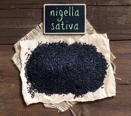 nigella sativa
