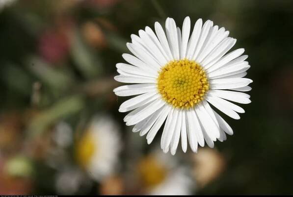 One Perfect Daisy