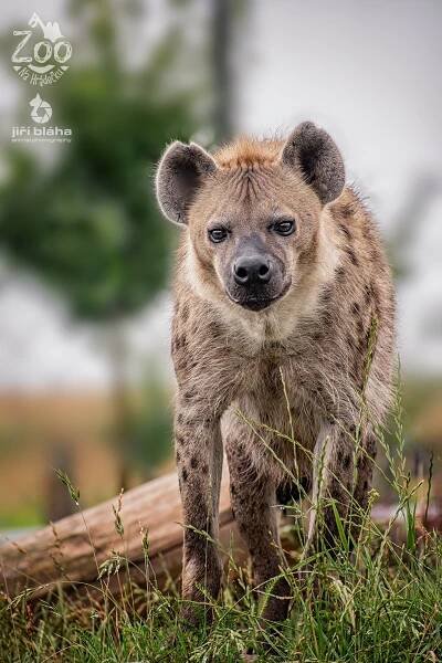 HYENA SKVRNITÁ