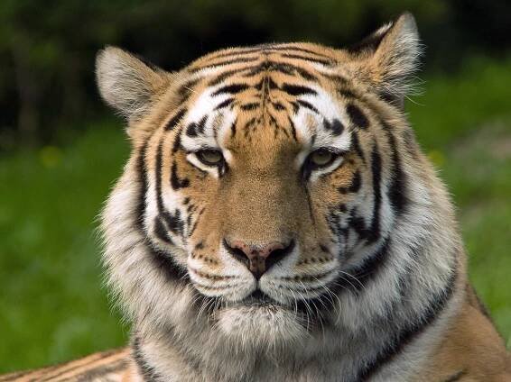 Zlínská zoo odchovala mládě tygra ussurijského - Ekolist.cz