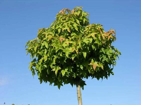 Liquidambar styraciflua 'Gum Ball' kmeň 50cm