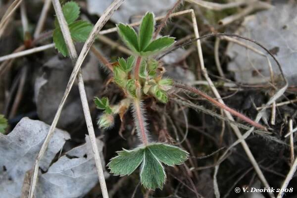 Potentilla sterilis - mochna jahodníkovitá | Rosaceae - růžovité | Natura Bohemica