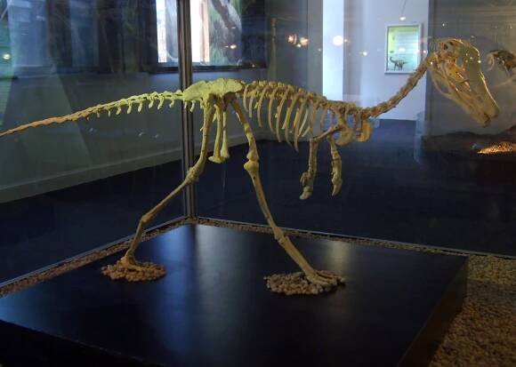 Soubor:Alvarezsaurus.jpg – Wikipedie