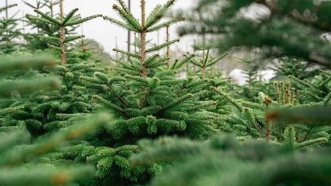 Jedle kavkazská na plantáži vánočních stromků 