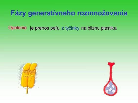 PPT - Od kvetu k plodu PowerPoint Presentation, free download - ID:994126