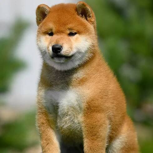 SHIOMARU ALL ABOUT YOU. SHIOMARU Shiba and Akita Inu Kennel
