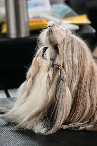 39 Shih Tzu Hairstyles: from Long to Short Haircuts