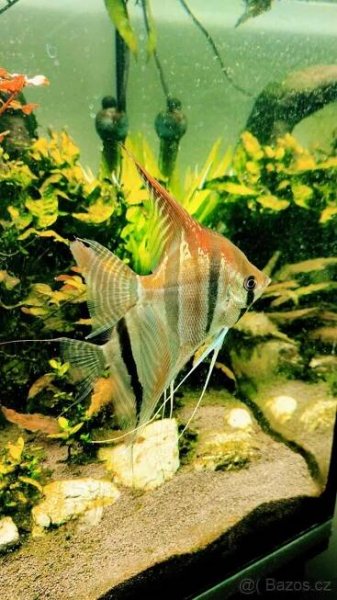 Pterophyllum Santa Isabel - Slovensko