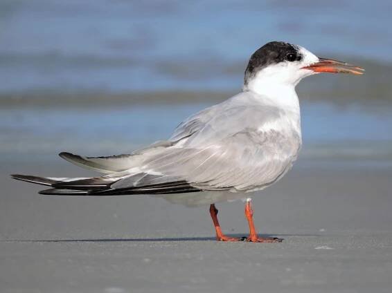 Nonbreeding adult (hirundo/tibetana) - ML71336271