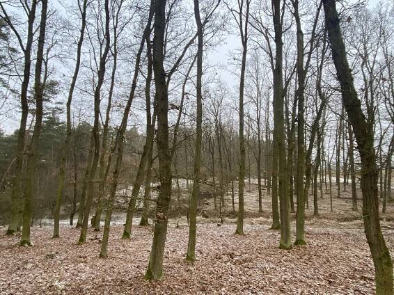 Kozojedy, okres Plzeň-sever