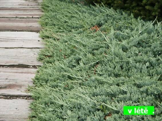 Juniperus horizontalis Wiltonii | Jehličnaté dřeviny |Zahradnictví Franc 