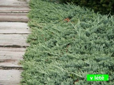 Juniperus horizontalis Wiltonii | Jehličnaté dřeviny |Zahradnictví Franc 