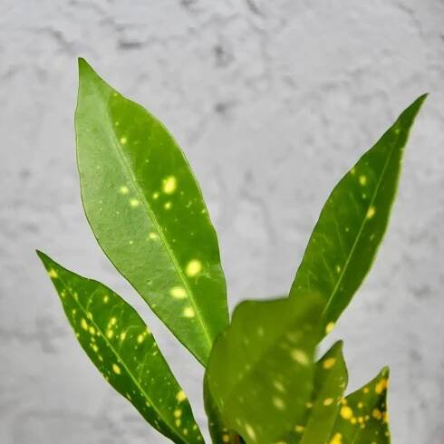 Kroton Codiaeum variegata baby