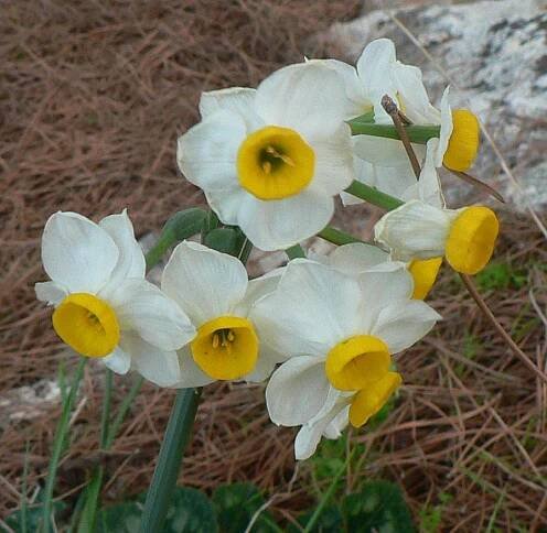Narcis taceta