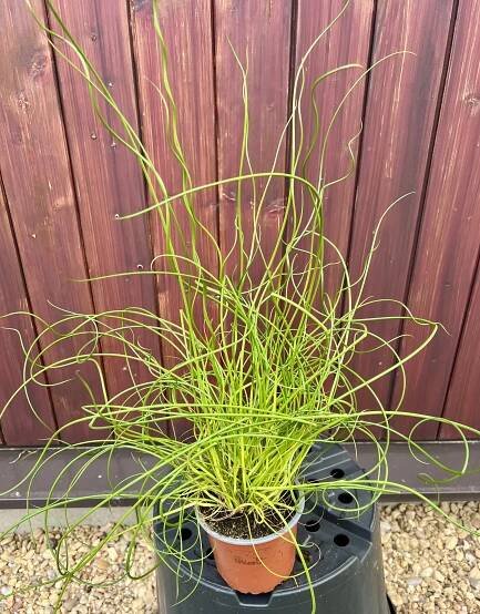 Juncus effusus 