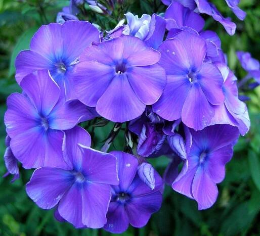 Phlox stolonifera | CAROLYN'S SHADE GARDENS