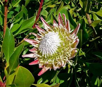 File:Protea cynaroides 1.jpg - Wikimedia Commons