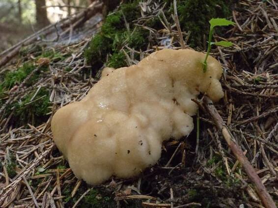 Bělochoroš pýchavkovitý - Oligoporus ptychogaster - Kudluv fotoatlas hub