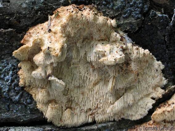Hericiaceae - korálovcovité - myko.cz