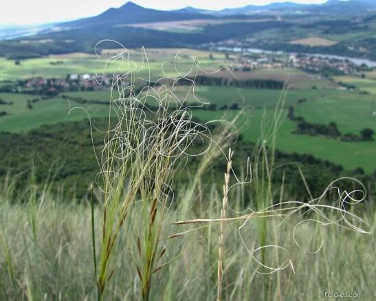 Kavyl vláskovitý (Stipa capillata)