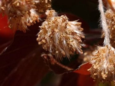 Fagus sylvatica 'Atropurpurea' - buk lesní
