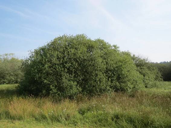 Soubor:20150813Salix cinerea1.jpg – Wikipedie