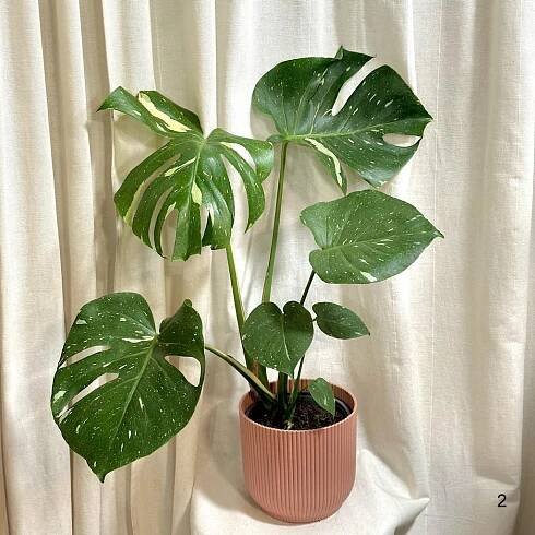 Monstera deliciosa ‘Thai constellation’ velká