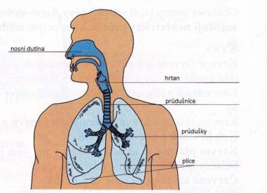 Onemocnění dýchací soustavy