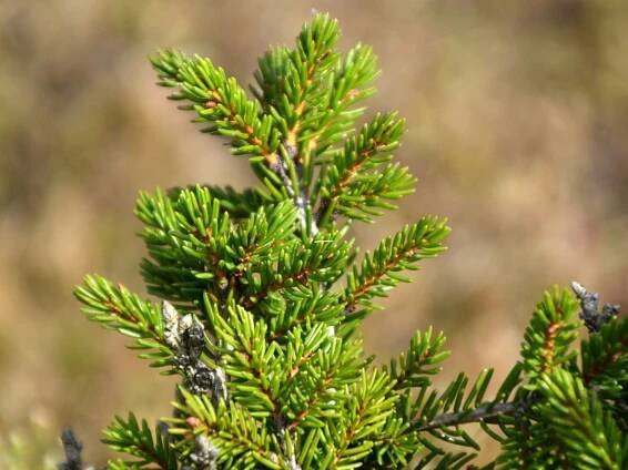 Smrk kavkazský 'Losely' (Picea orientalis) – sazenice 20 – 30 cm Výrobce Konieczko Piotr. Szkółka drzew i krzewów owocowych oraz ozdobnych